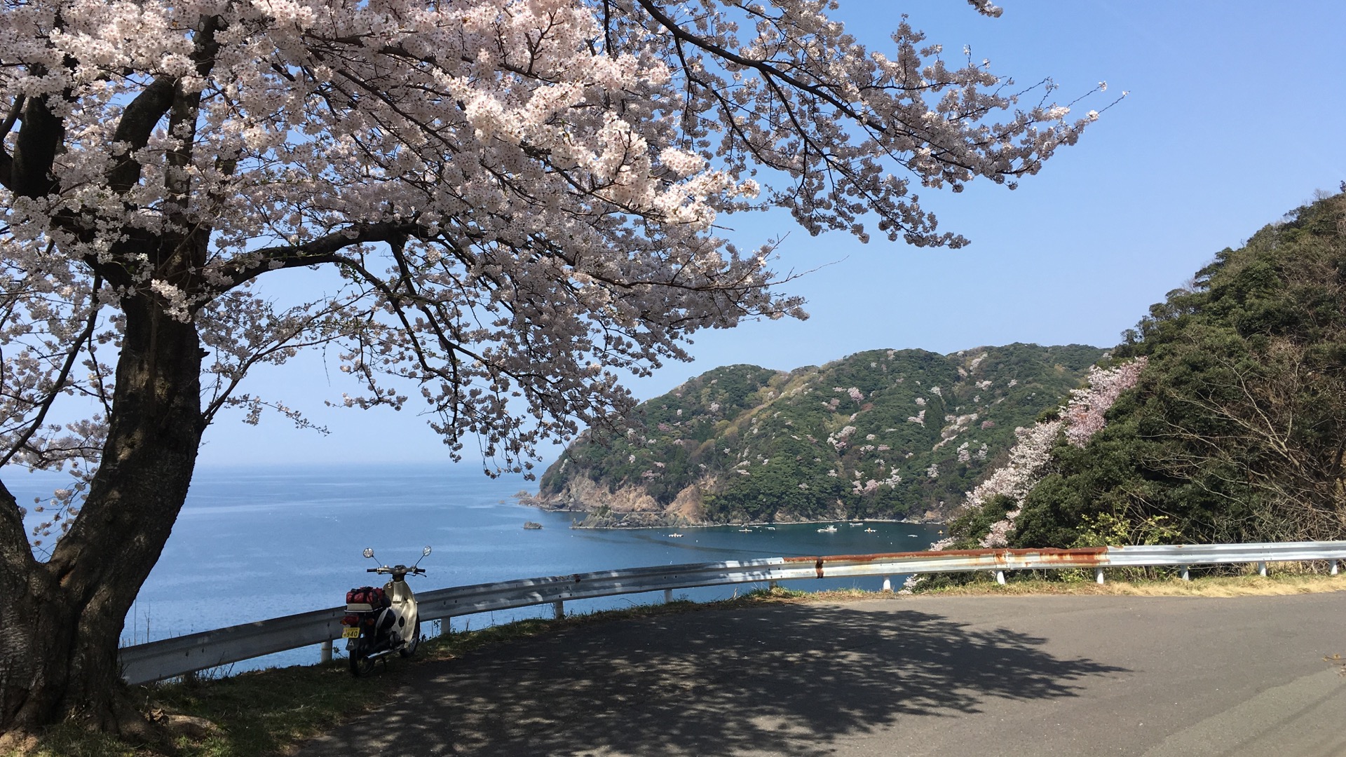 桜咲く海沿いの峠道とバイク