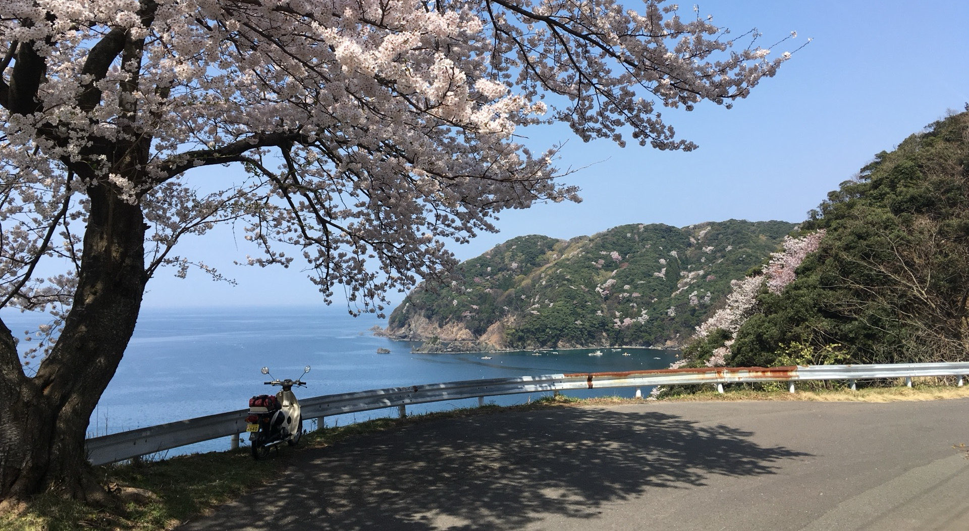 桜の木と入江を望む峠道のバイク